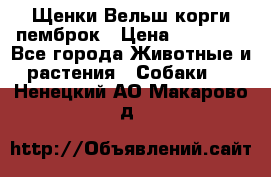 Щенки Вельш корги пемброк › Цена ­ 35 000 - Все города Животные и растения » Собаки   . Ненецкий АО,Макарово д.